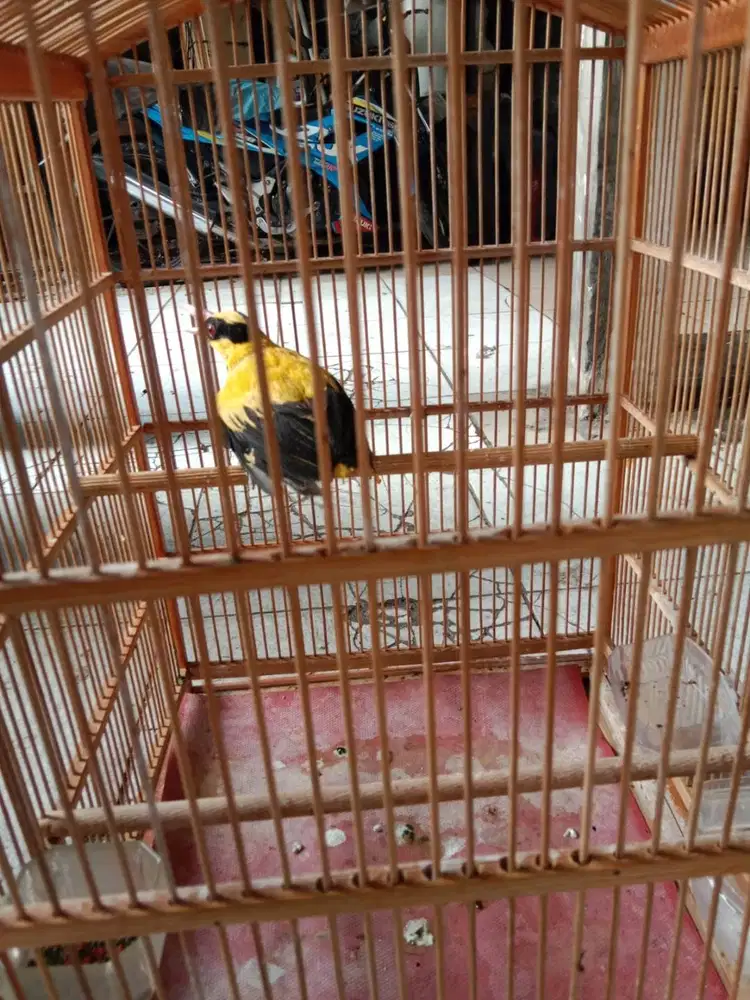 burung kepodang jawa sudah voer total aman sehari hari