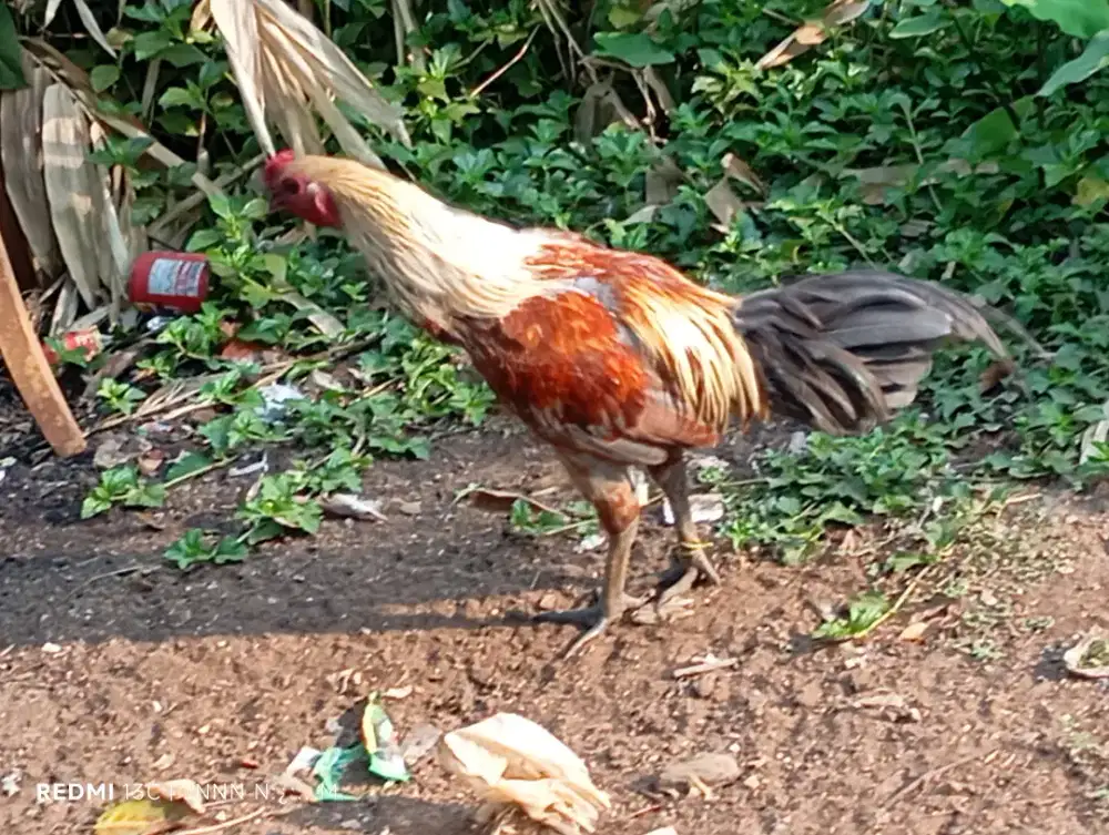 Jago ayam kampung ada 3 borongan
