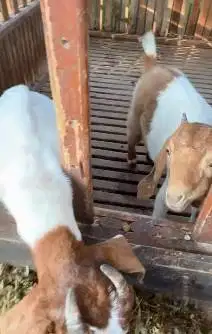 sepasang bakalan kambing boer F4 5 bulanan 1 jantan 1 betina unggulan