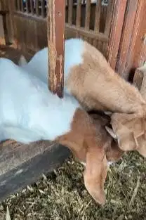 sepasang bakalan kambing boer F4 5 bulanan 1 jantan 1 betina unggulan