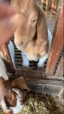 sepasang bakalan kambing boer 5 bulanan 1 jantan 1 betina super unggul