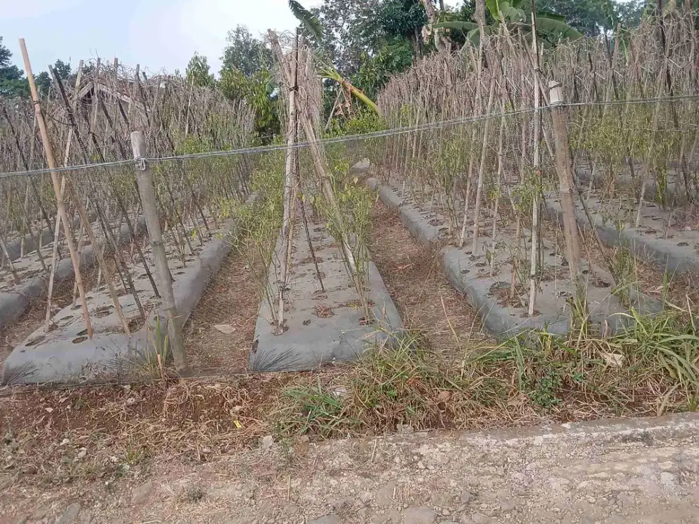 jual Tanah