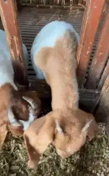 sepasang bibit kambing boer F4 5 bulanan 1 jantan 1 betina unggulan ok
