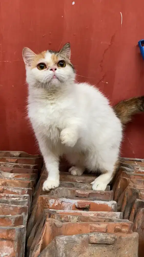 Persia Flatnose Short Hair