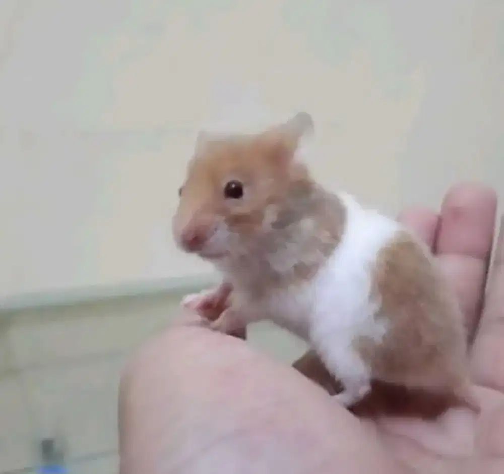 Hamster 7 Ekor Murah