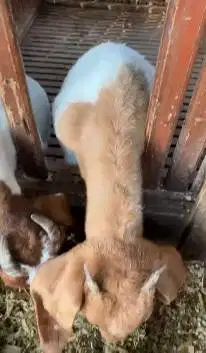 sepasang bakalan kambing boer 5 bulanan F4 series super unggulan puas