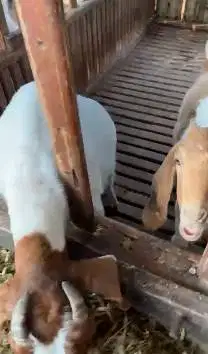 sepasang bakalan kambing boer 5 bulanan F4 series