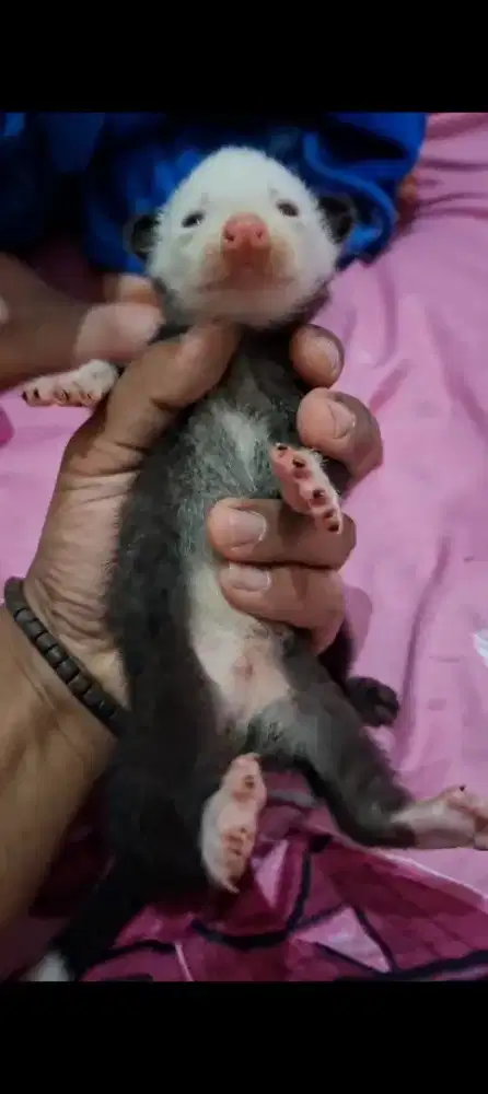 Musang mozaik jantan