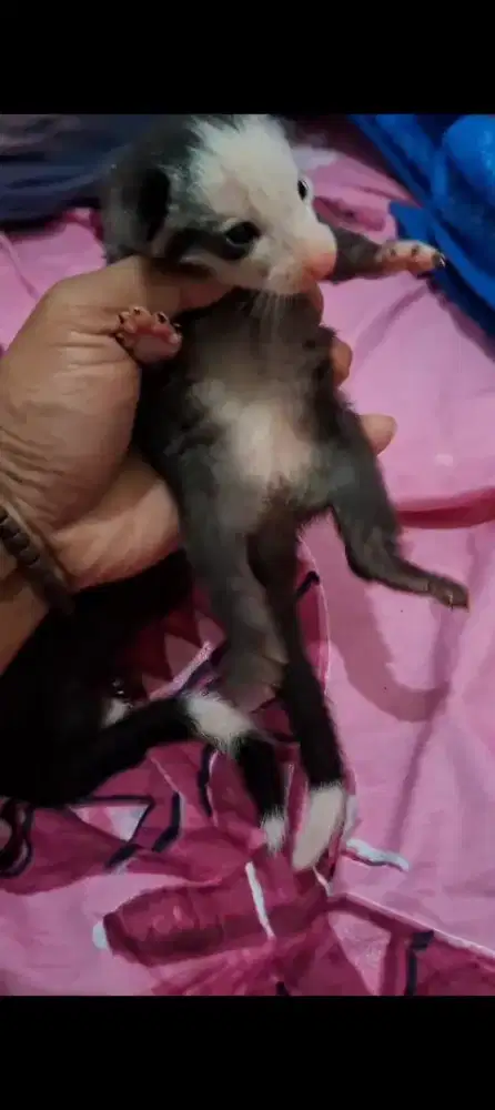 Musang mozaik betina