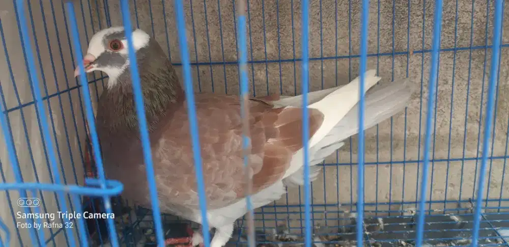 Burung dara/ merpati bujangan