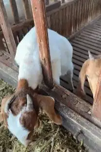 sepasang bakalan kambing boer 5 bulanan F4 series 1 jantan 1 betina ok