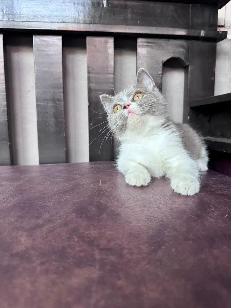 KUCING BSH BRITISH SHORTHAIR