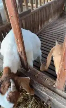 sepasang bakalan kambing boer F4 series 5 bulanan 1 jantan 1 betina ok