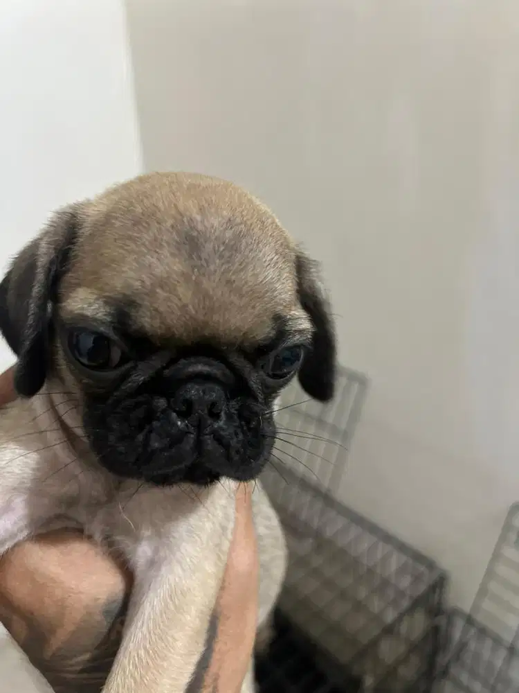 Anakan pug betina