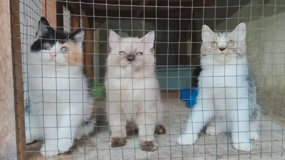 Persia himalaya mix british shorthair / anggora / peaknose / flatnose