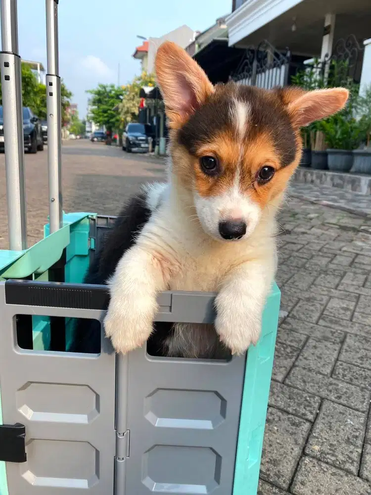 Dijual Anak Puppy Corgi Short Hair Tri Color Betina Female Stambum