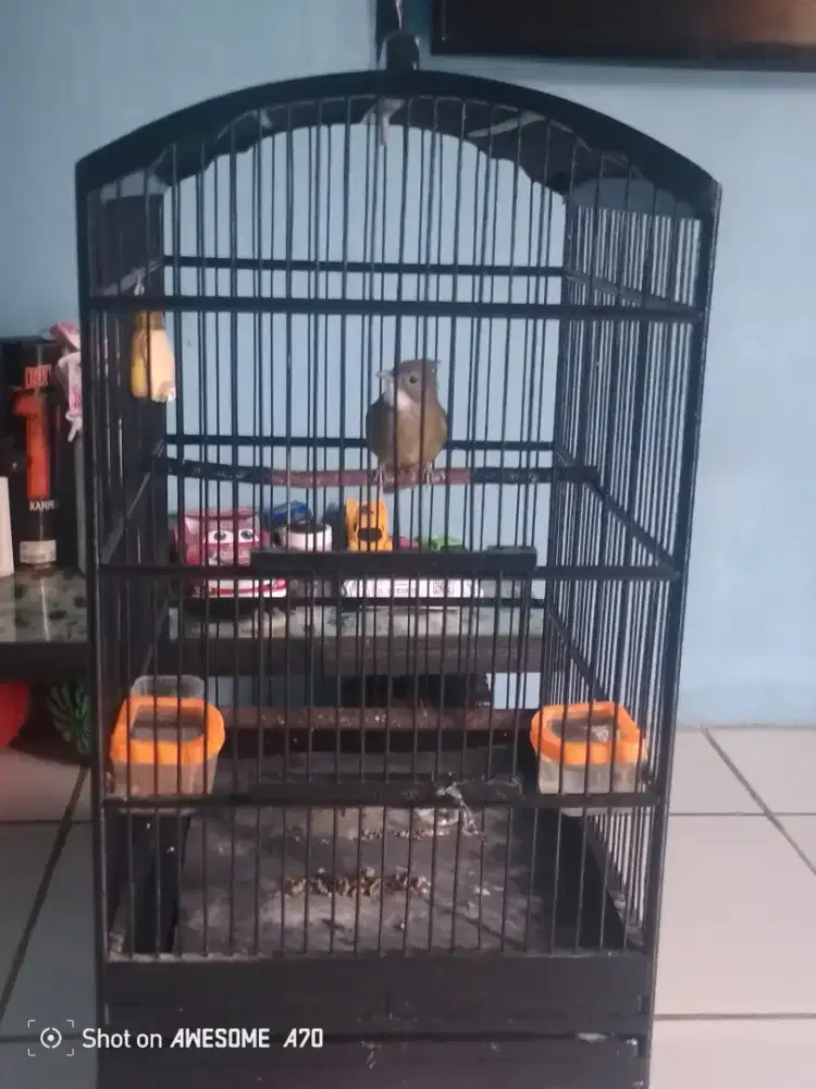 Burung C Jenggot
