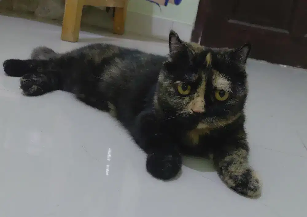 Kucing Munchkin Gaelic Straight