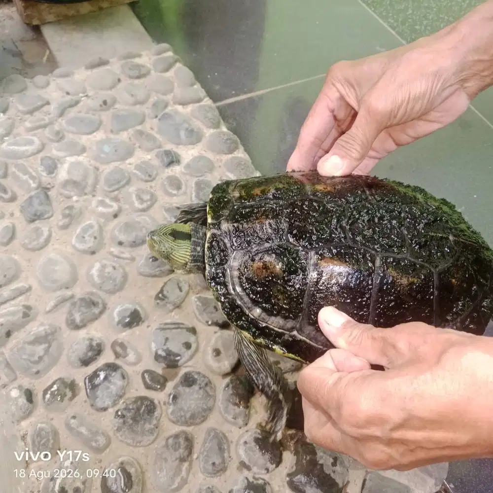 Jual kura kura brazil besar