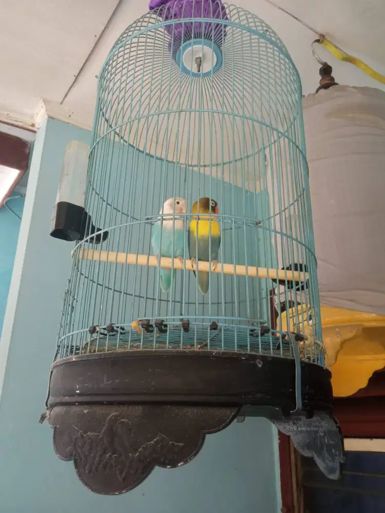 Jual Lovebird 4 ekor dewasa