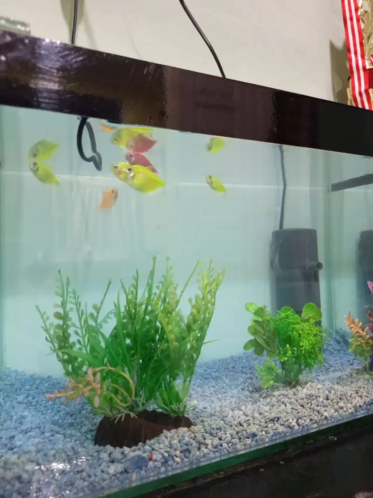 Di jual aquarium masih ada ikannya 6 ekor lagi angkut semuanya