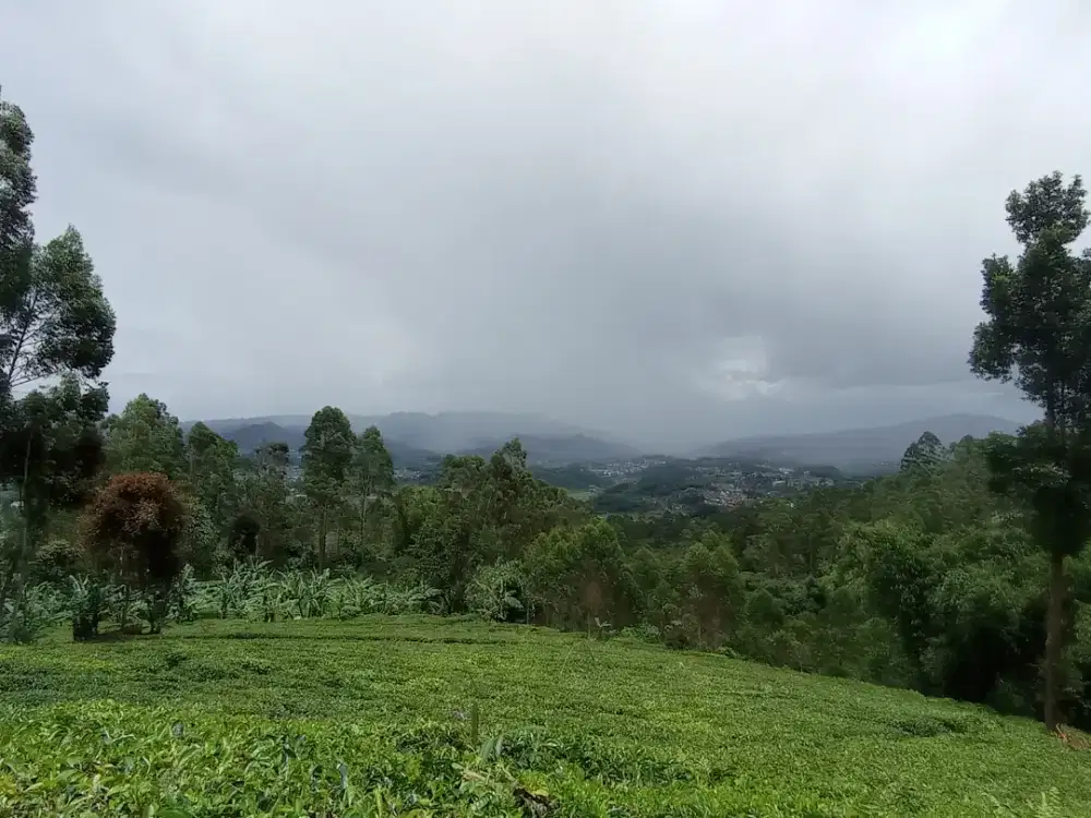 Disewakan lahan 12.000M2 diatas bukit dg view kebun teh