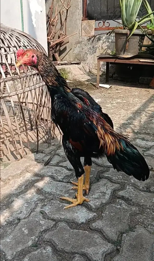 Ayam Bangkok Gress