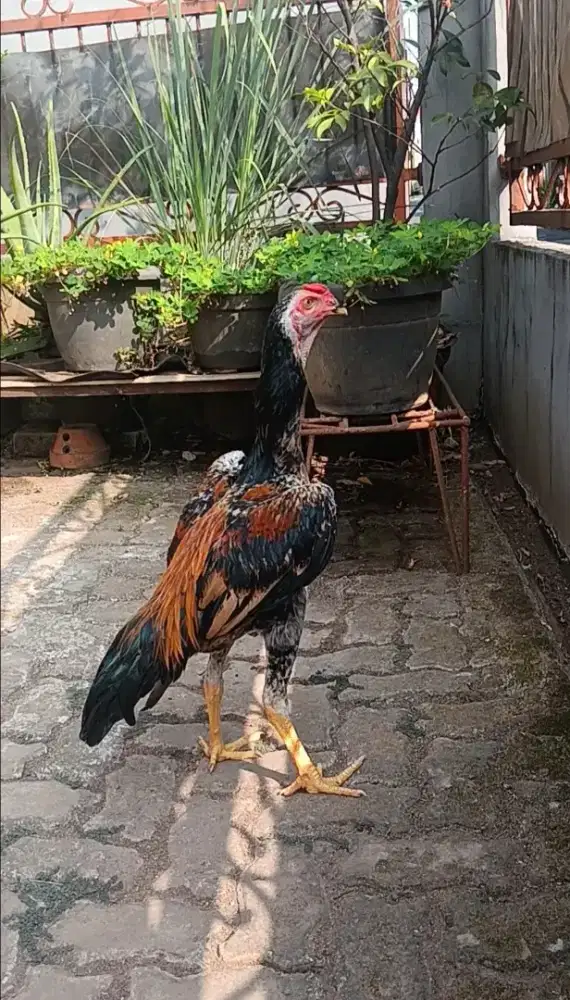 Ayam Bangkok Janggaran Shamo