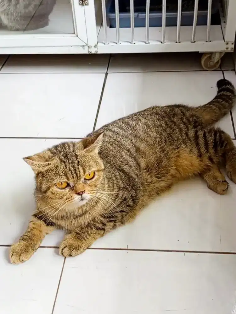 BSH exo golden black tabby
