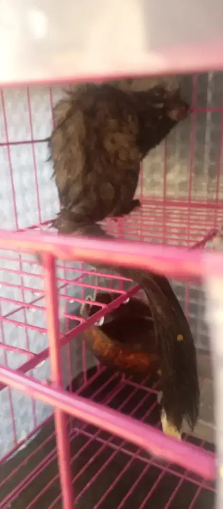 Musang aja tanpa kandang
