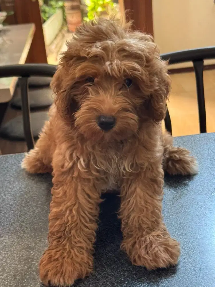 Toy Poodle usia 4 bulan