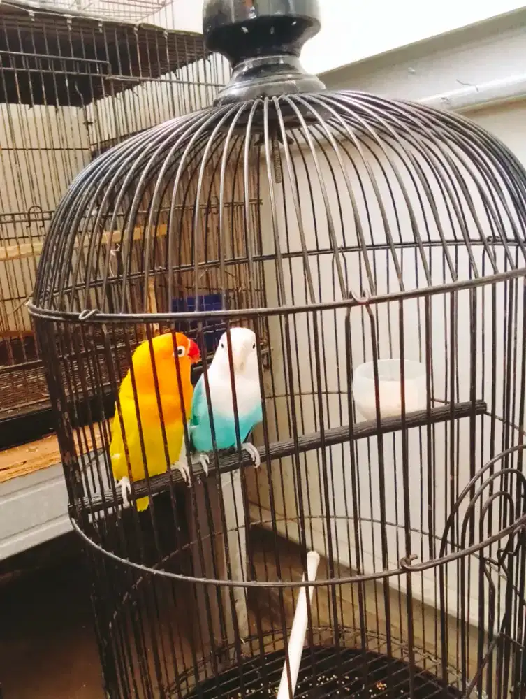 Burung Lovebird