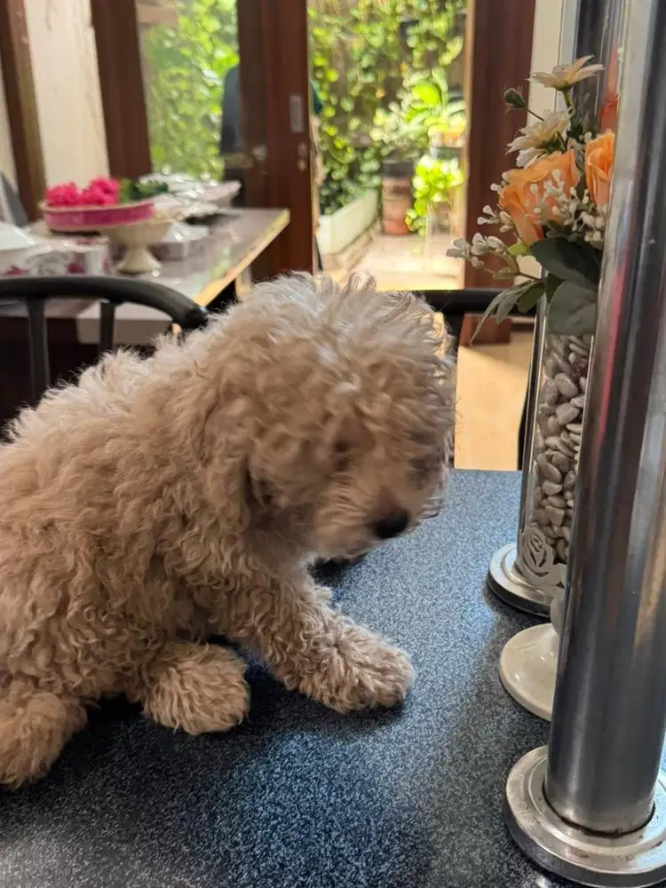 Toy Poodle Cowok Lucu