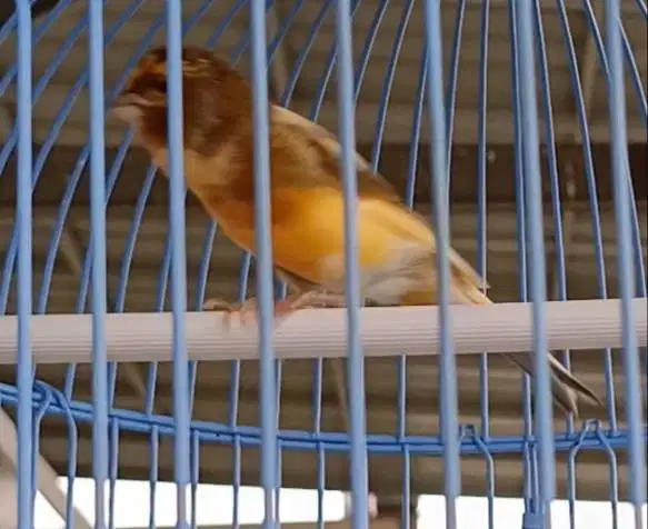 burung kenari jantan di Medan