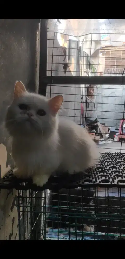 betina munchkin