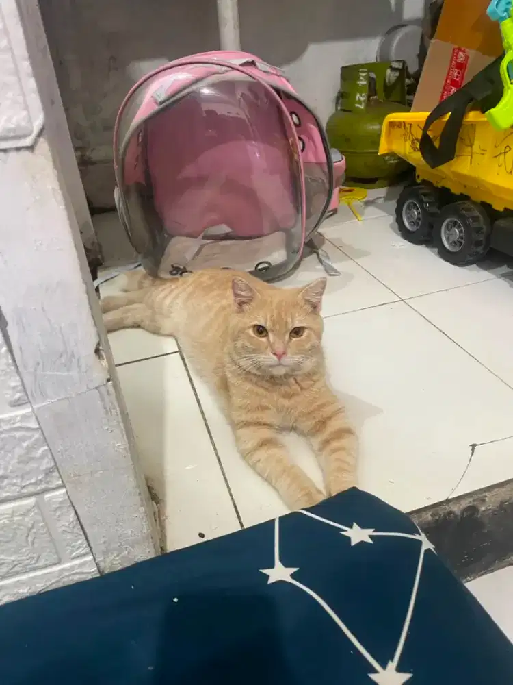 Bsh brithisred tabby jantan 7 bln