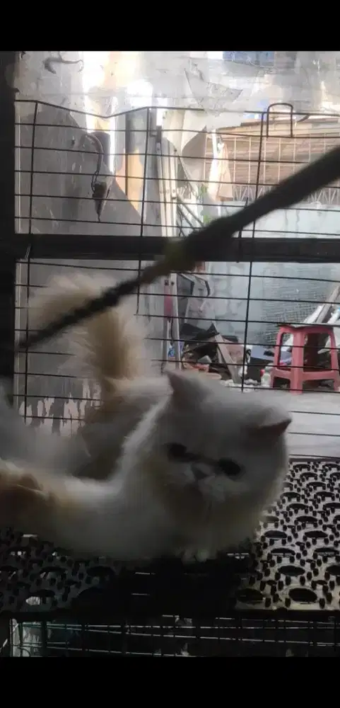 jantan peaknose