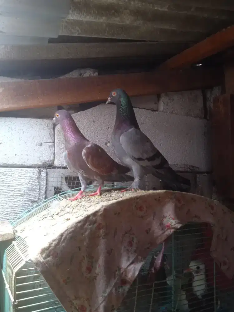 Merpati  jembros