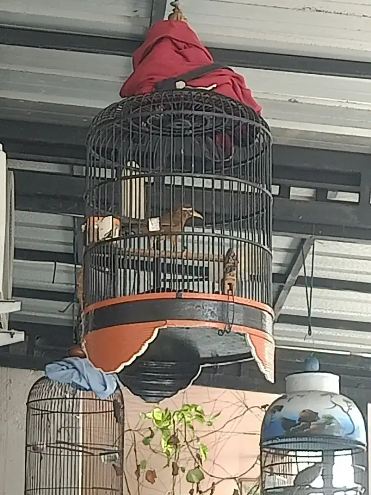Burung Wambi /Hwa mei MH jantan