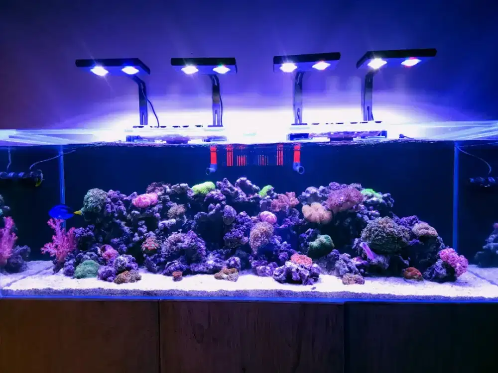 LOKER KERJA DI TOKO AQUARIUM + JAGO TIK TOK / IG DIPRIORITASKAN