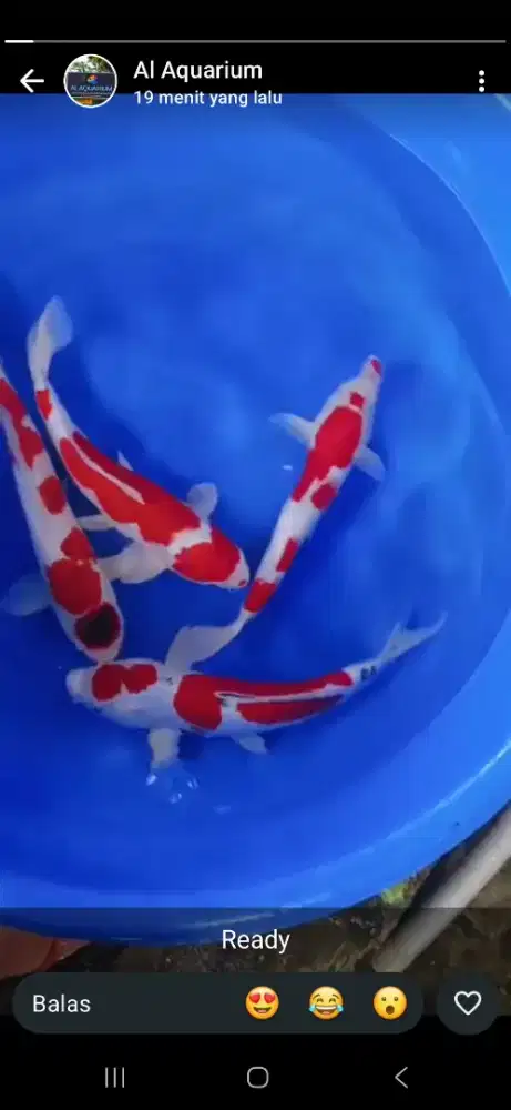 LOKER KERJA DI TOKO AQUARIUM + JAGO TIK TOK / IG DIPRIORITASKAN