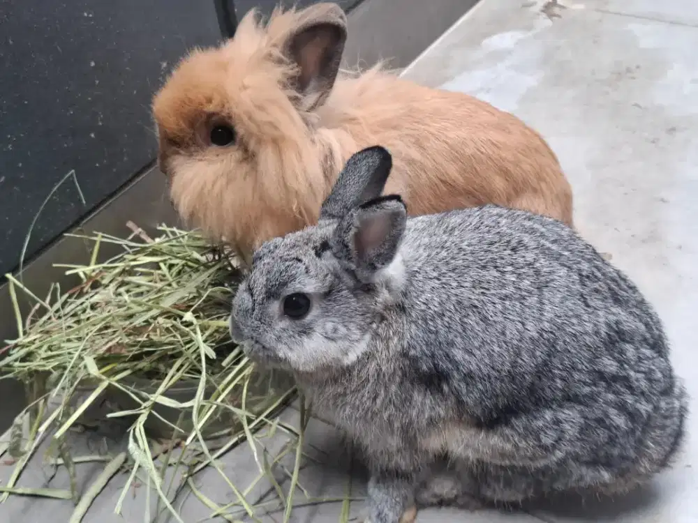 Kelinci Lion Head dan Netherland Dwarf