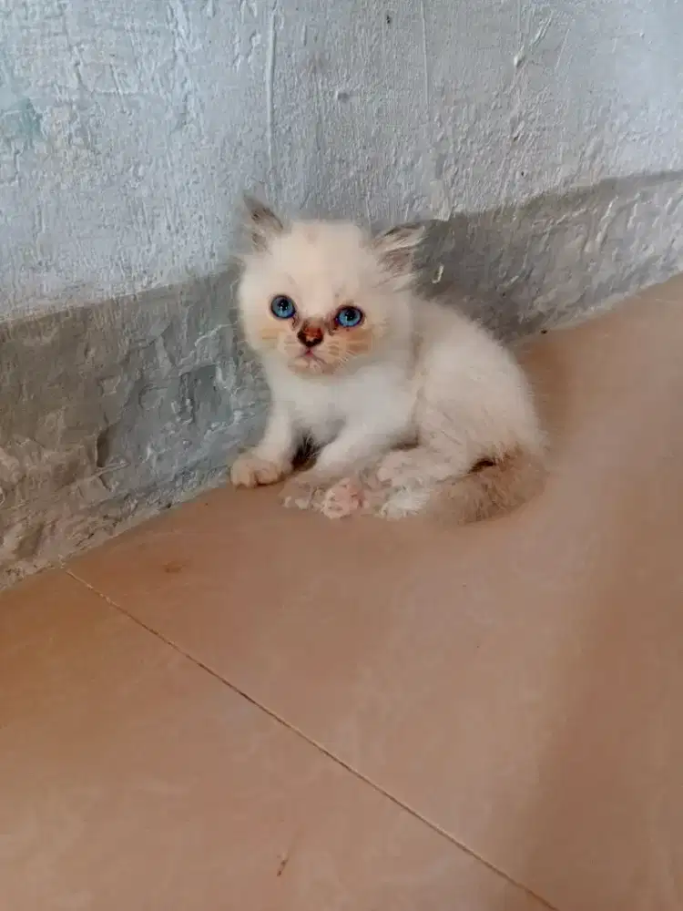 kitten umur blm 2 bulan lincah adopsi a6