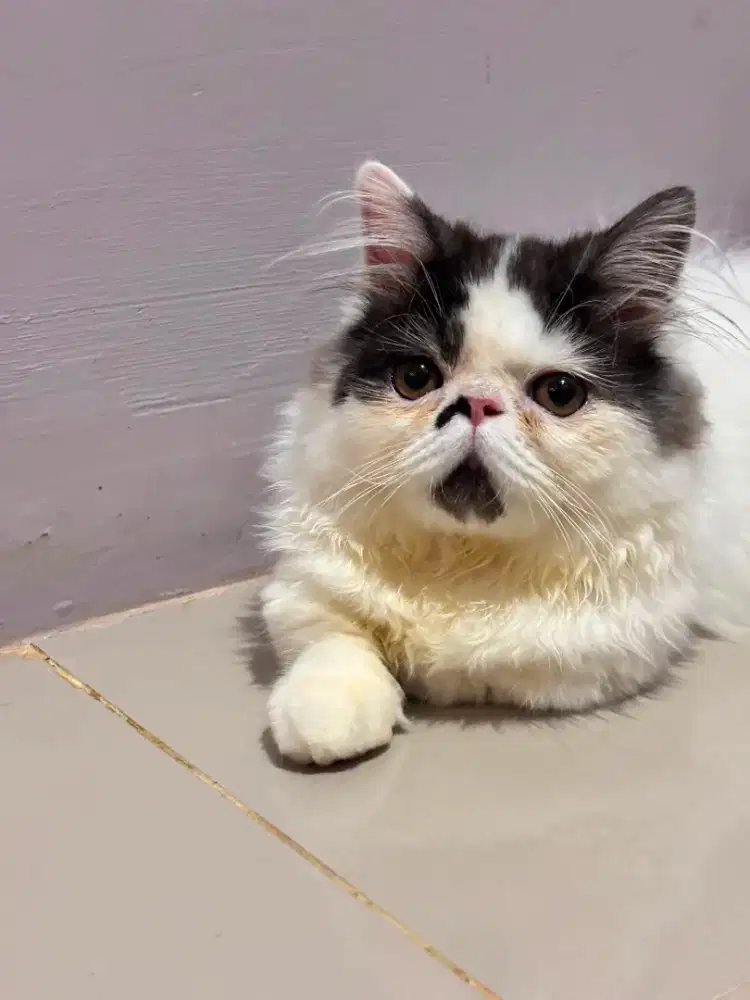 Lepas Adopt Munchkin Jantan 5 bulan