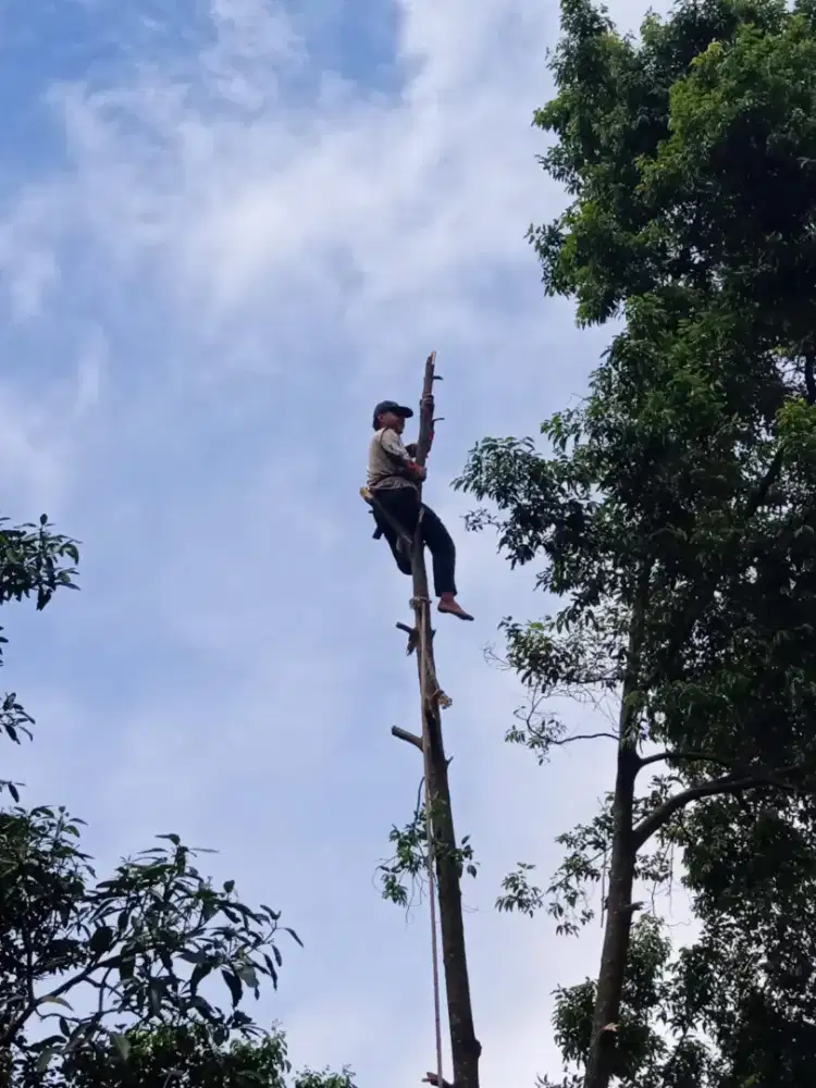 JASA TEBANG POHON SE-JABODETABEK