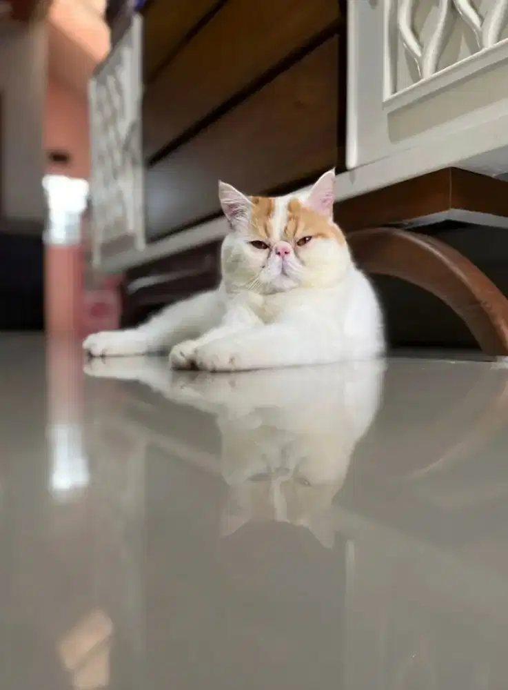 Jasa Pacak Kucing