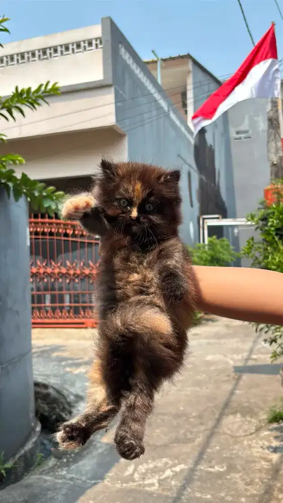 Kucing Anggora Medium