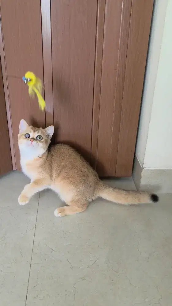 Kitten British Shorthair BSH Golden (Minus)
