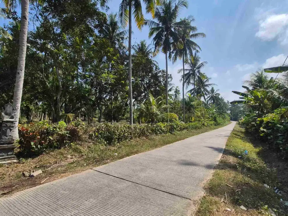 TANAH KEBUN KELAPA 2 HEKTAR  BANYUBIRU JEMBRANA BALI