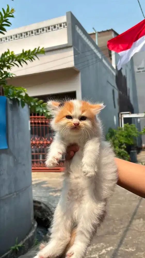 Kucing Anggora Medium